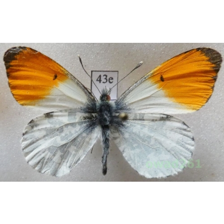 Anthocharis cardamines (Linnaeus, 1758) male Poland43e